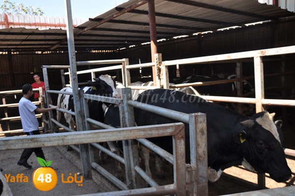 Jam3iya la7m3n (10).JPG